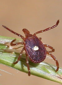 Lone Star Tick